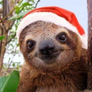 Meet your Posher, Carol